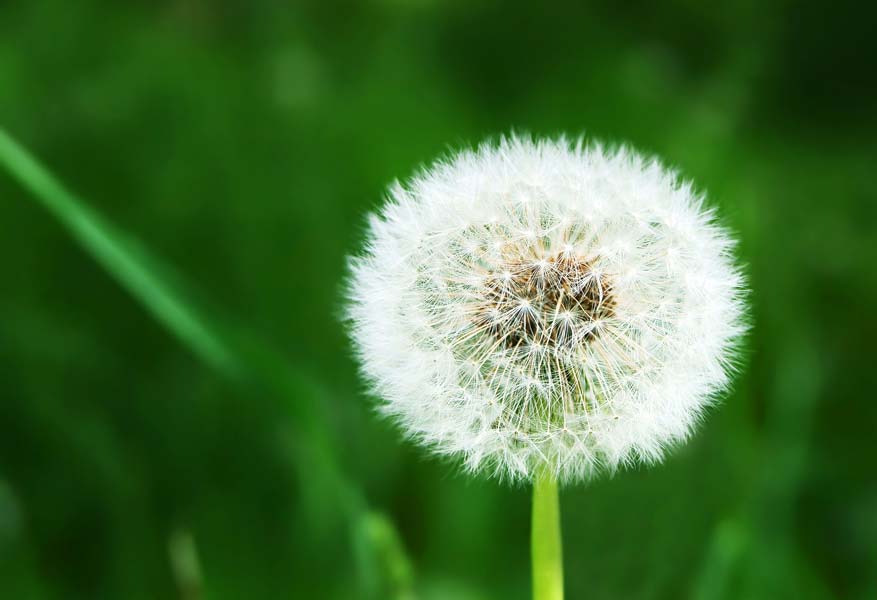 White dandelion on grassy glade background