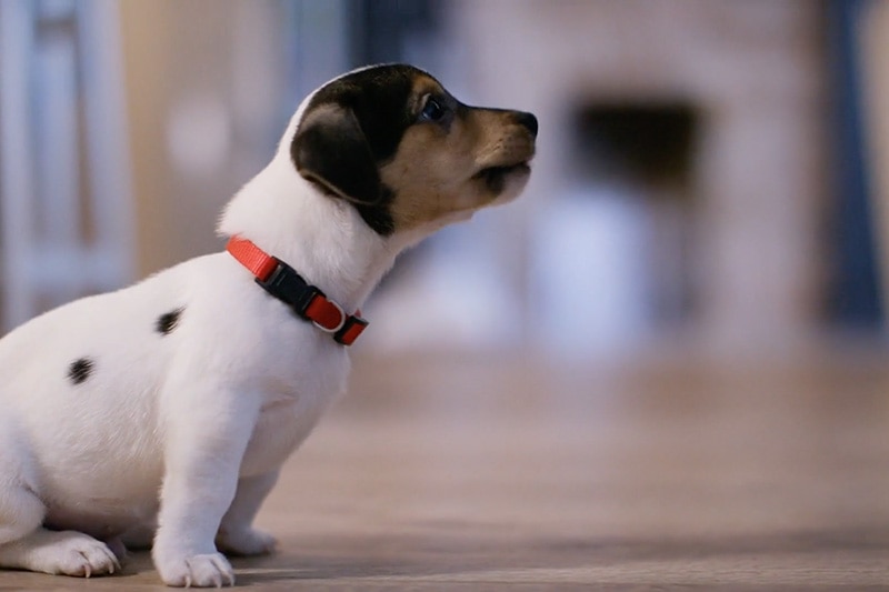 Little puppy staring up at owner, representing info about how indoor air quality can affect your pet.