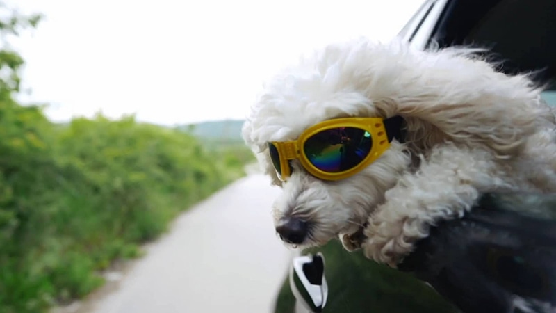 Happy dog hanging outside owner's car window, wearing sunglasses.