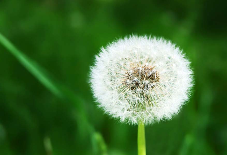 White dandelion on grassy glade background.