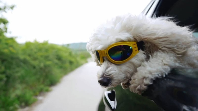 Happy dog hanging outside owner's car window